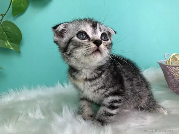 ID：2007-01073の子猫