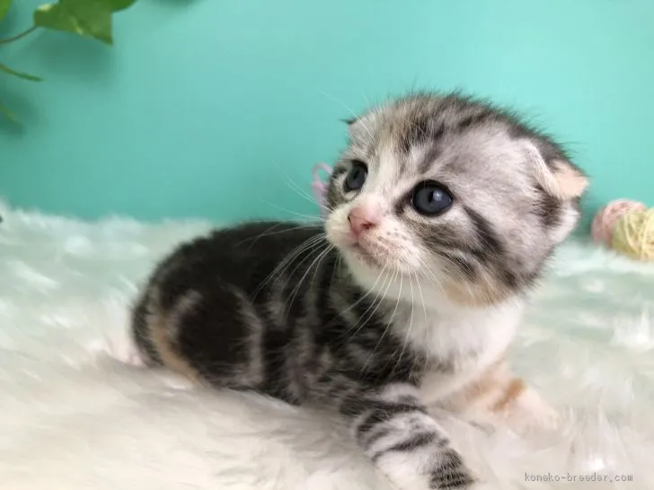 ID：2007-01072の子猫