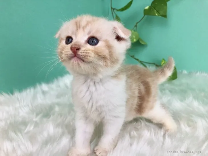 ID：2005-02192の子猫