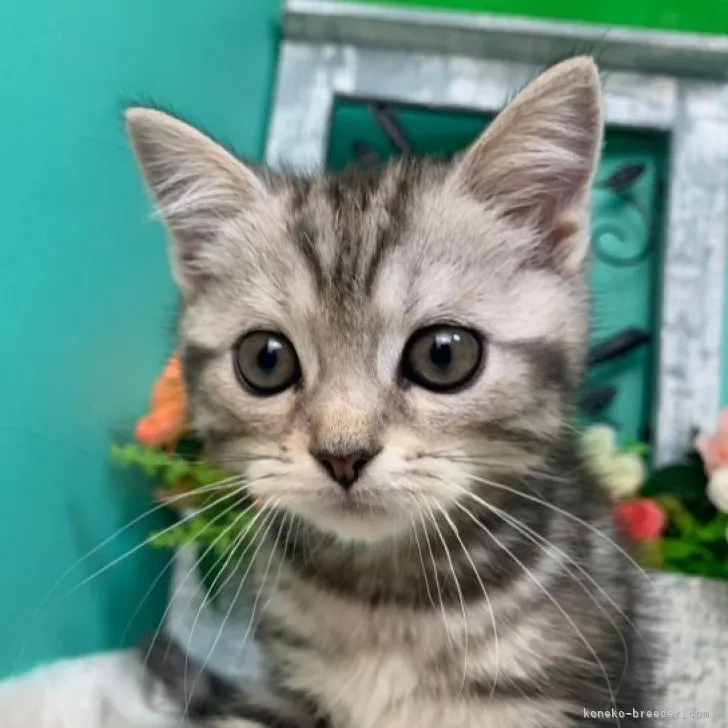 ID：2305-03041の子猫