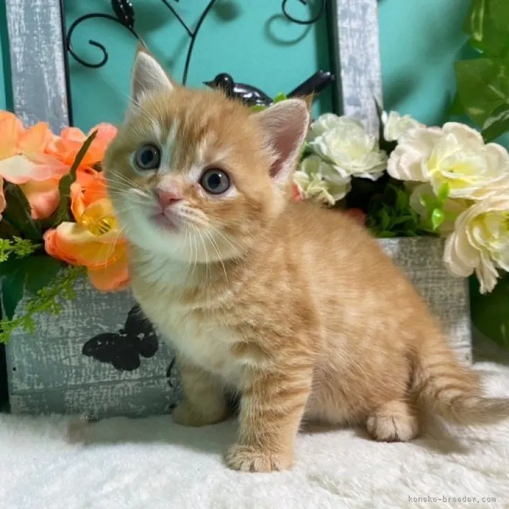 ID：2310-00079の子猫