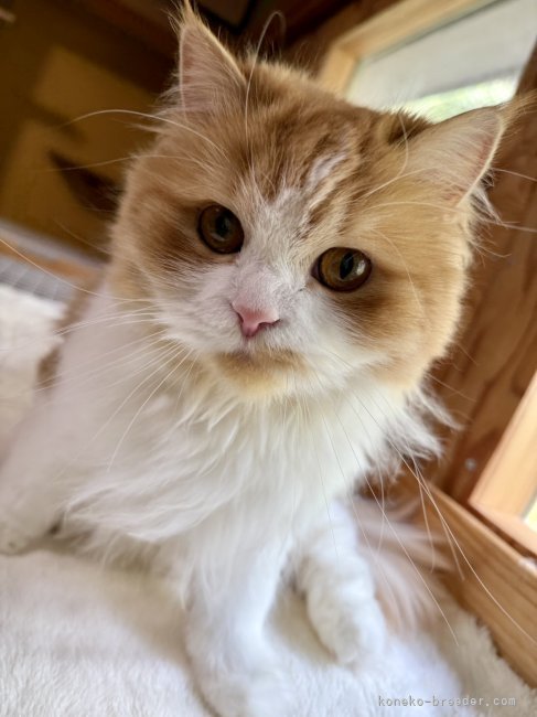 スコティッシュフォールド【・女の子・2021年2月5日・レッドタビーホワイト】