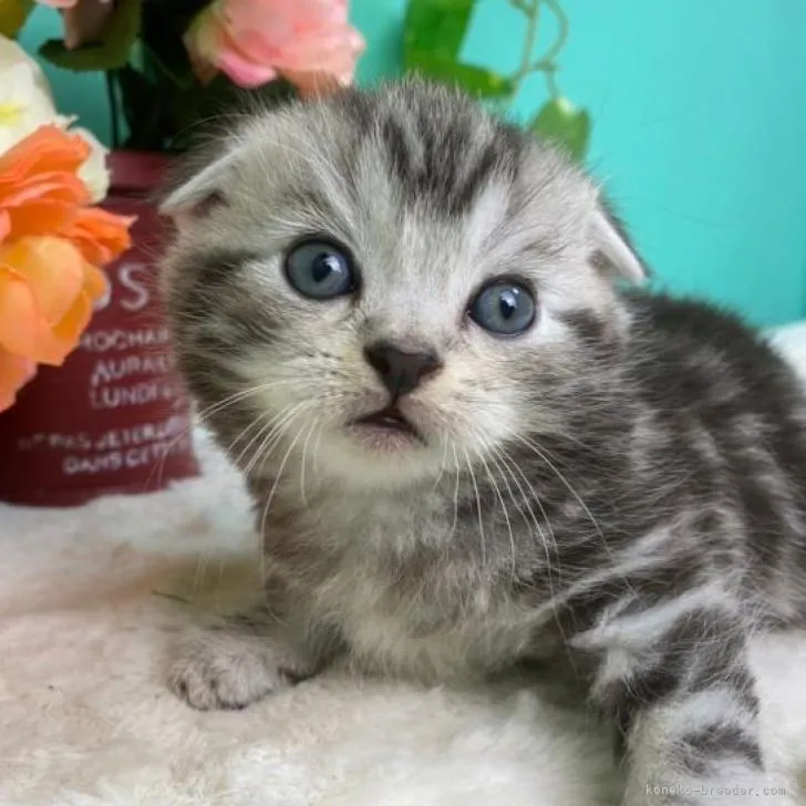 ID：2210-02212の子猫