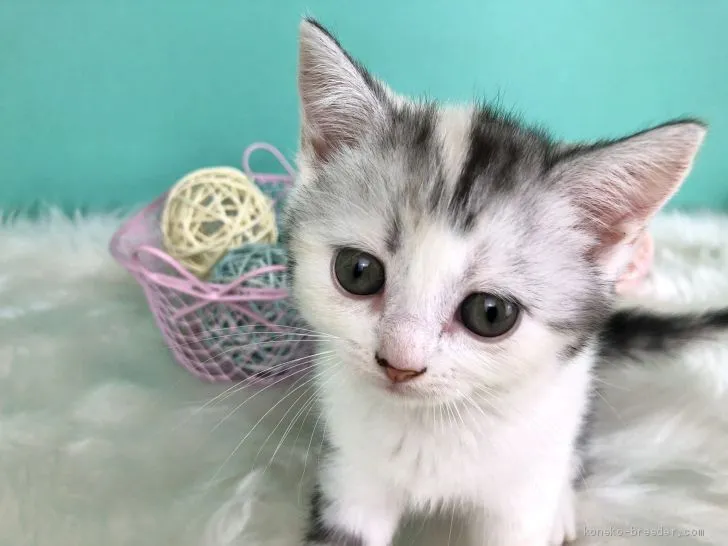 ID:2007-01074の子猫