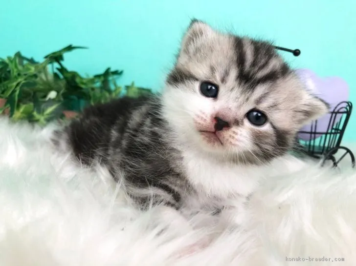 ID:2102-01090の子猫