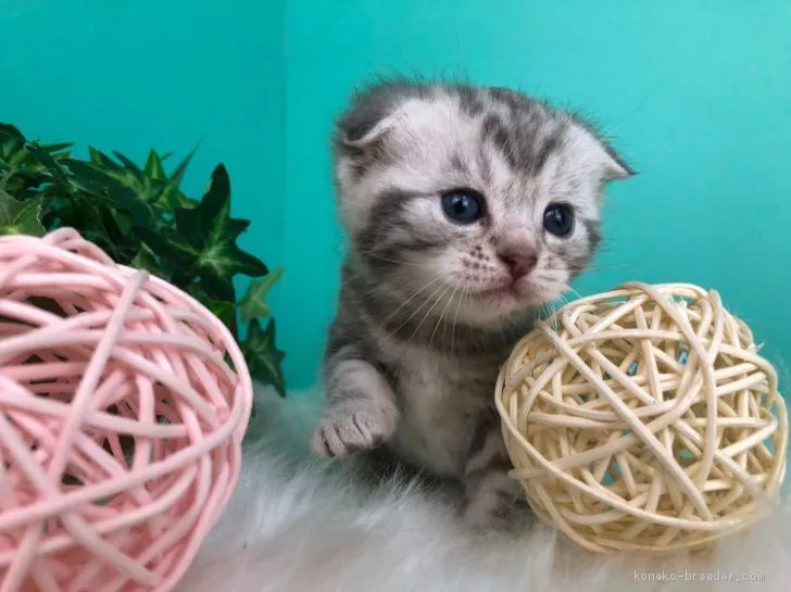ID：2012-01689の子猫
