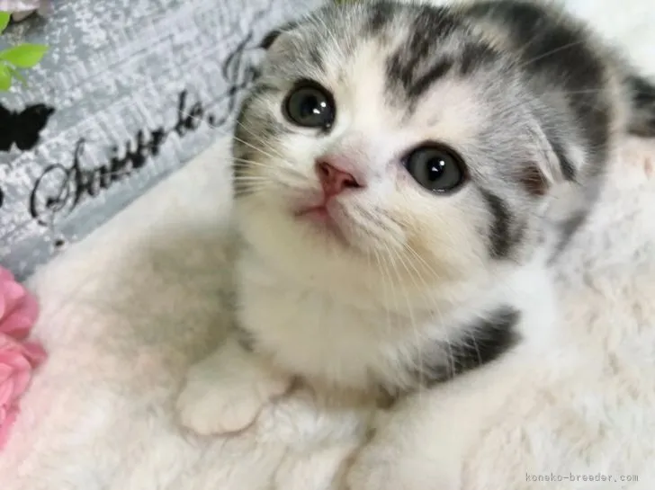 ID:2107-02599の子猫