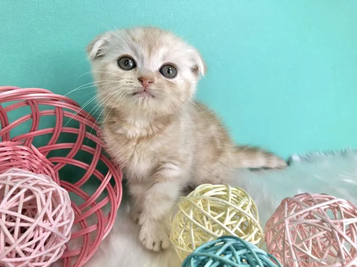 ID：2002-01154の子猫
