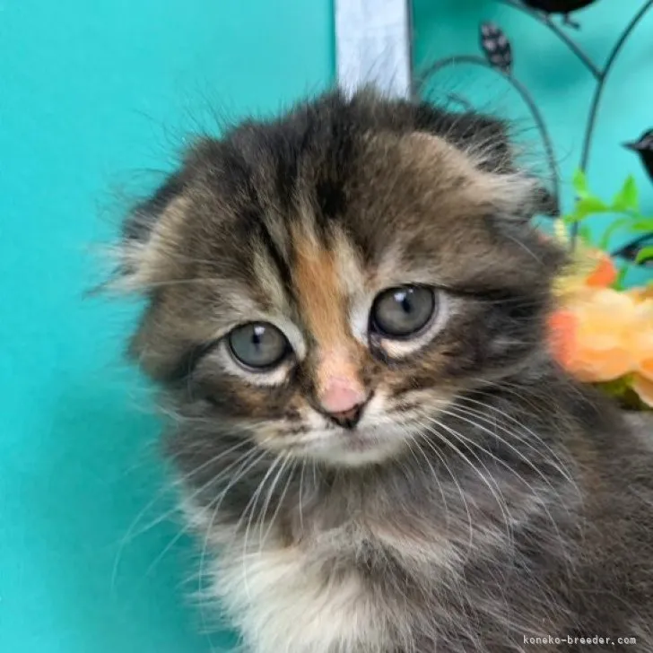 ID：2305-03039の子猫