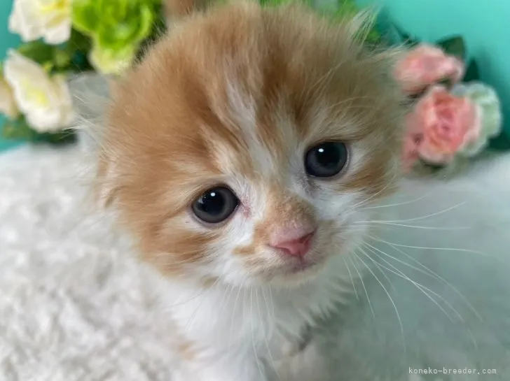 ID:2201-01639の子猫