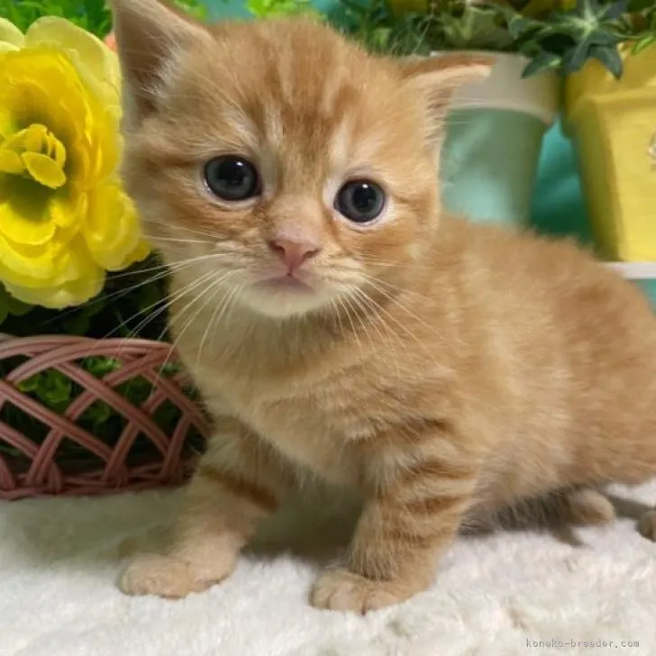 ID：2209-01850の子猫