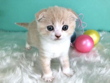 スコティッシュフォールド(折れ耳)【香川県・女の子・2020年1月21日・クリームタビー&ホワイト】の写真「3姉妹にゃんこ。人気のクリームの女の子◎」