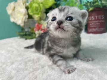 スコティッシュフォールド(立ち耳)【香川県・女の子・2022年2月1日・シルバータビー】の写真「まんまるよつ子のすこちゃん♀」