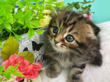 スコティッシュフォールド(折れ耳)【香川県・男の子・2021年4月17日・レッドタビー】の写真「ころころすこちゃん◎」
