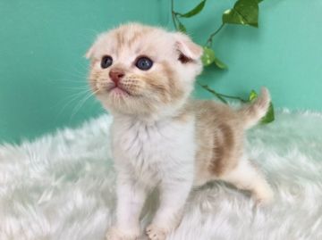 スコティッシュフォールド(折れ耳)【香川県・男の子・2020年5月5日・クリームタビー】の写真「ほっこりよちよちべびぃ◎」