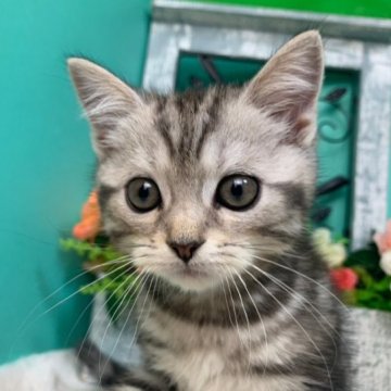 スコティッシュフォールド(立ち耳)【香川県・男の子・2023年4月10日・シルバータビー】の写真「可愛いすこくん◎動画ご覧ください🐾」