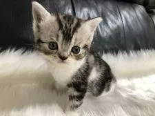 スコティッシュフォールド(立ち耳)【香川県・女の子・2019年9月16日・ブルータビー&ホワイト】の写真1