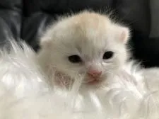 スコティッシュフォールド(立ち耳)【香川県・女の子・2020年1月1日・クリームタビーアンドホワイト】の写真1