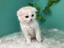 スコティッシュフォールド(折れ耳)【香川県・女の子・2020年4月25日・レッドタビー&ホワイト】の写真2