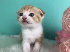 スコティッシュフォールド(折れ耳)【香川県・女の子・2020年2月14日・レッドタビーホワイト】の写真2