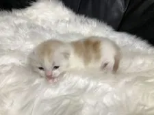 スコティッシュフォールド(立ち耳)【香川県・女の子・2020年1月1日・クリームタビーアンドホワイト】の写真2