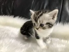 スコティッシュフォールド(立ち耳)【香川県・女の子・2019年9月16日・ブルータビー&ホワイト】の写真2