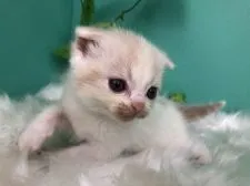 スコティッシュフォールド(立ち耳)【香川県・女の子・2020年4月25日・クリームタビー&ホワイト】の写真2