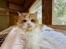 スコティッシュフォールド【・女の子・2021年2月5日・レッドタビーホワイト】