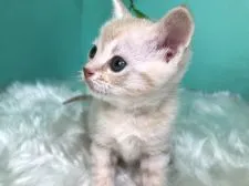 スコティッシュフォールド(立ち耳)【香川県・女の子・2020年1月21日・クリームタビー&ホワイト】の写真3