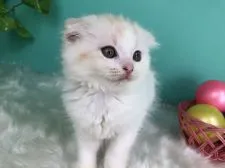 スコティッシュフォールド(折れ耳)【香川県・女の子・2020年4月25日・レッドタビー&ホワイト】の写真3