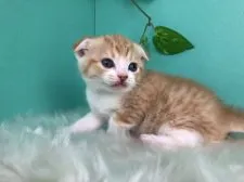 スコティッシュフォールド(折れ耳)【香川県・女の子・2020年2月14日・レッドタビーホワイト】の写真3