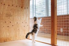 スコティッシュフォールド【・女の子・2020年8月16日・シルバータビーホワイト】