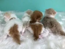 スコティッシュフォールド(折れ耳)【香川県・女の子・2020年4月25日・レッドタビー&ホワイト】の写真4