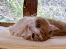 スコティッシュフォールド【・女の子・2021年2月5日・レッドタビーホワイト】