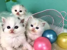 スコティッシュフォールド(折れ耳)【香川県・女の子・2020年1月20日・キャリコ】の写真4