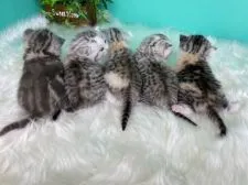 スコティッシュフォールド(立ち耳)【香川県・女の子・2020年12月7日・キャリコ】の写真5