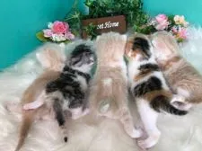 スコティッシュフォールド(立ち耳)【香川県・男の子・2021年3月8日・クリームタビーホワイト】の写真5