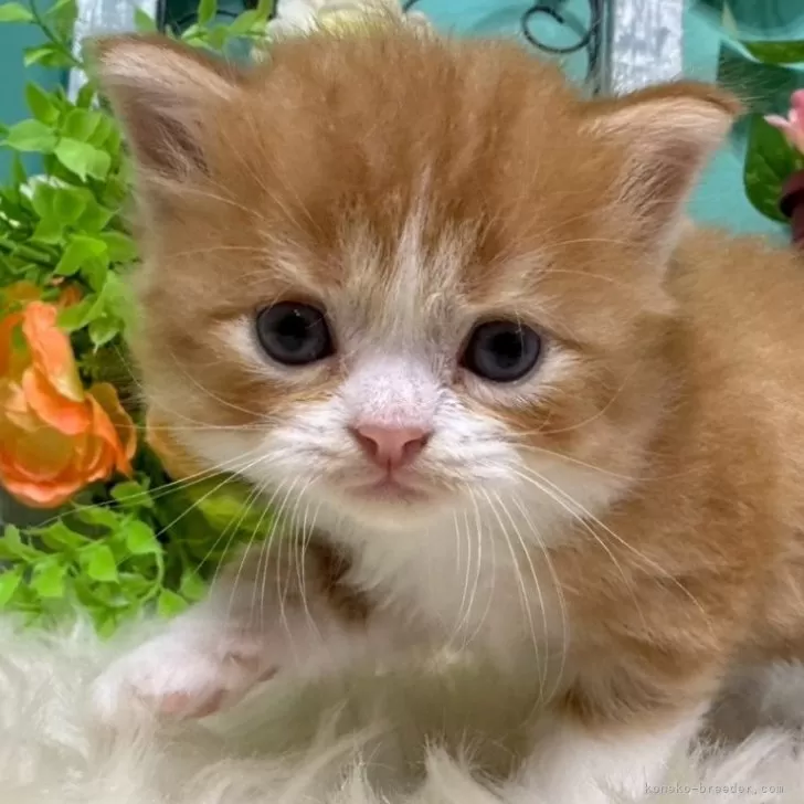 スコティッシュフォールド(立ち耳)【香川県・男の子・2025年10月25日・レッドタビーアンドホワイト】の写真1