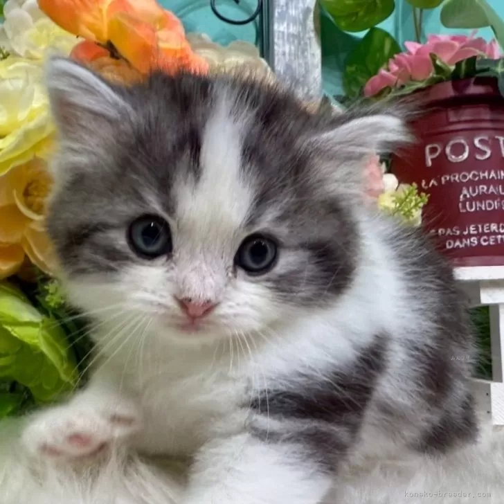 ID：2509-01331の子猫