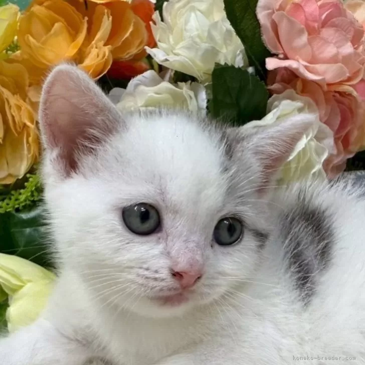 スコティッシュフォールド(立ち耳)【香川県・男の子・2025年8月21日・シルバータビーアンドホワイト】の写真1