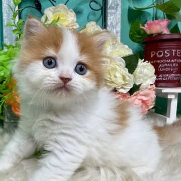 スコティッシュフォールド(立ち耳)【香川県・女の子・2025年10月25日・レッドタビーアンドホワイト】の写真「ころころすこちゃん◎」