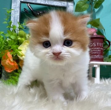 スコティッシュフォールド(立ち耳)【香川県・女の子・2025年10月25日・レッドタビーアンドホワイト】の写真「ころころすこちゃん◎」