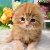 スコティッシュフォールド(折れ耳)