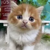 スコティッシュフォールド(立ち耳)