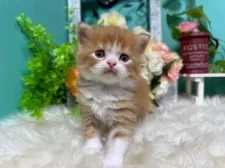 スコティッシュフォールド(立ち耳)【香川県・男の子・2025年10月25日・レッドタビーアンドホワイト】の写真4