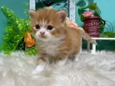 スコティッシュフォールド(立ち耳)【香川県・男の子・2025年10月25日・レッドタビーアンドホワイト】の写真5