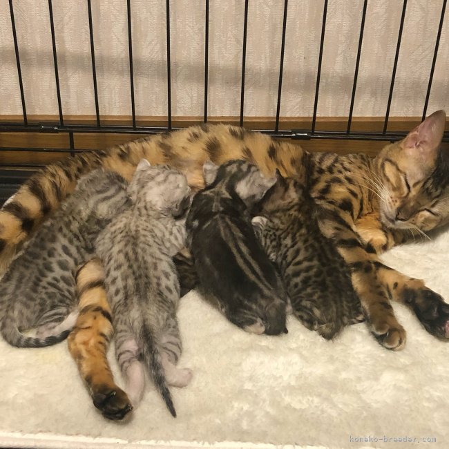 角暢宏ブリーダー