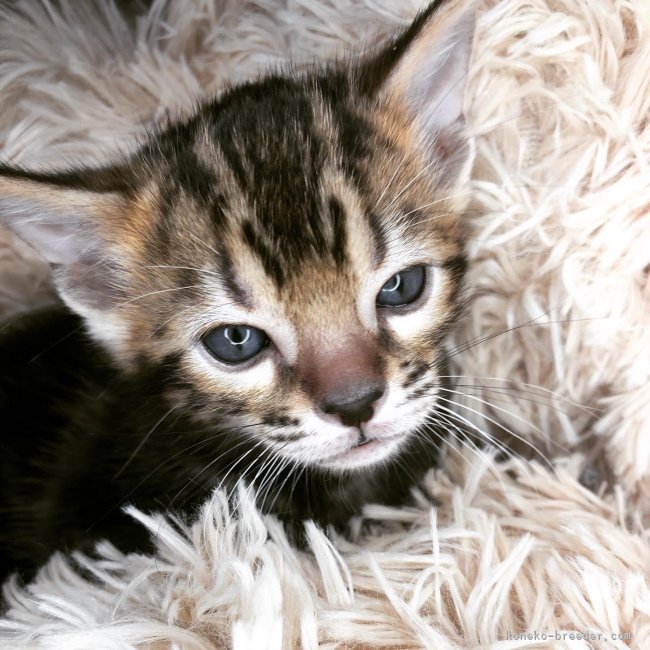 角　暢宏(すみ　のぶひろ)ブリーダー(大阪府・ベンガルなど・DCC登録)の紹介写真2