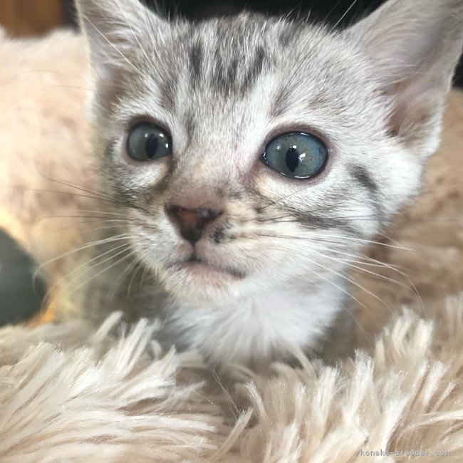 角　暢宏(すみ　のぶひろ)ブリーダー(大阪府・ベンガルなど・DCC登録)の紹介写真3