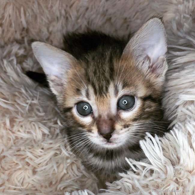 角　暢宏(すみ　のぶひろ)ブリーダー(大阪府・ベンガルなど・DCC登録)の紹介写真4